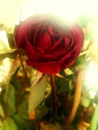 Close-up of red rose blooming outdoors