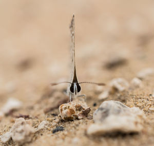Close-up of insect on land