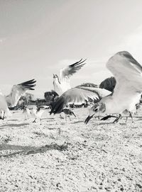 Flock of birds flying