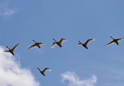 Low angle view of seagulls flying