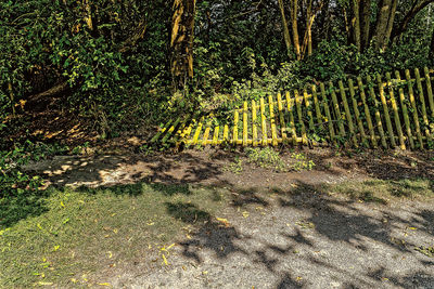 Trees on field in forest