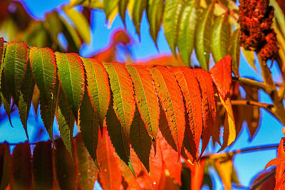 Low angle view of plant