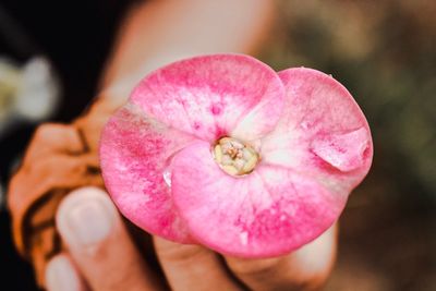 Close-up of hand holding pink flower