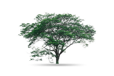 Tree against white background