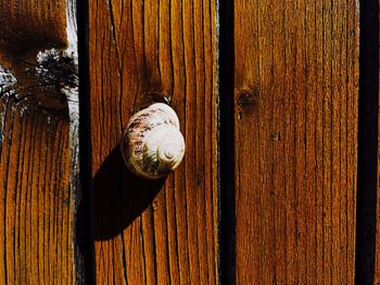 Close-up of snail on wooden door