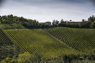 Scenic view of vineyard against sky