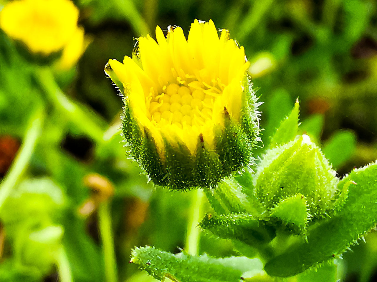 CLOSE-UP OF YELLOW FLOWERING PLANTS