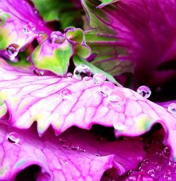 Close-up of raindrops on pink flowering plant