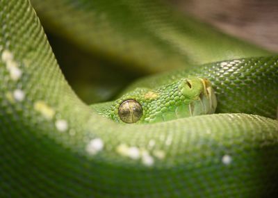 Close-up of green tree python at zoo