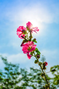 Low angle view of pink flowers blooming against sky on sunny day