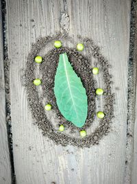 High angle view of fresh green leaf on wood