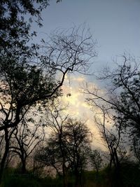 Low angle view of silhouette trees against sky