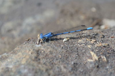 Close-up of grasshopper