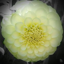 Close-up of flowers