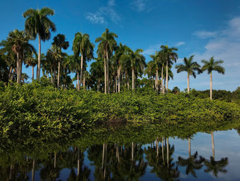 Scenic view of palm trees by lake against sky