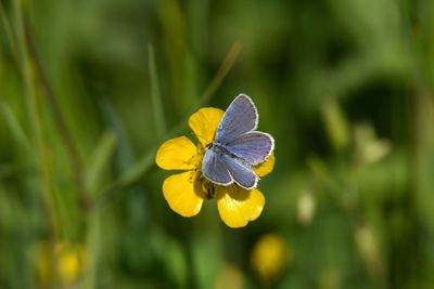 Close-up of butterfly on flower