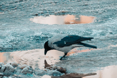 High angle view of duck swimming in sea
