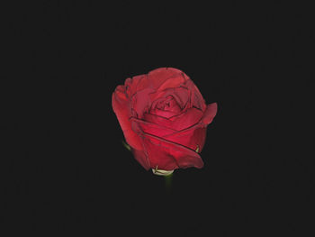 Close-up of rose against black background