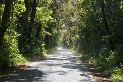 Road amidst trees in forest