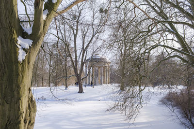 Bare trees on snow covered land