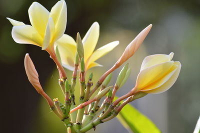 Close-up of yellow flowers blooming outdoors