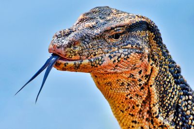 Low angle portrait of a monitor lizard