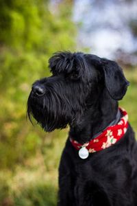 Close-up of black dog