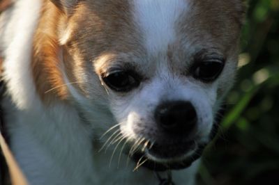 Close-up of chihuahua on field