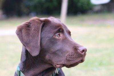 Close-up of dog looking away