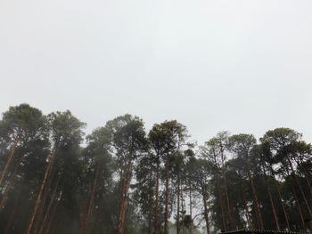 Low angle view of trees against clear sky