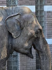 Close-up of elephant in zoo