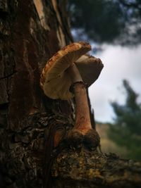 Close-up of mushroom growing on tree trunk in forest