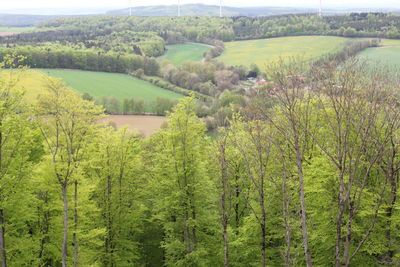 Scenic view of forest
