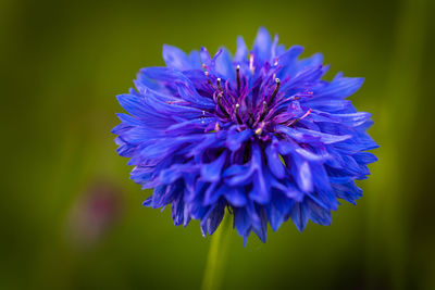 Close-up of purple blue flower