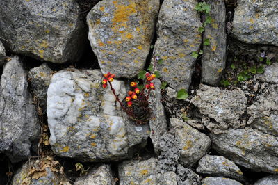 Close-up of insect on rock