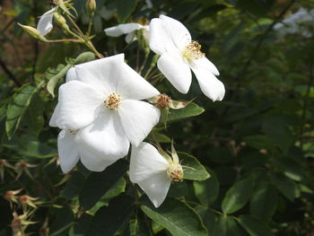 Close-up of white flowering plant