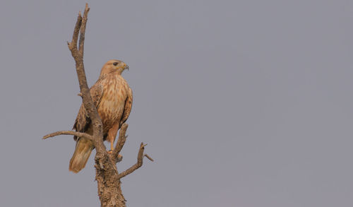 Low angle view of bird perching against clear sky