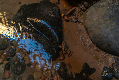 High angle view of turtle swimming in sea
