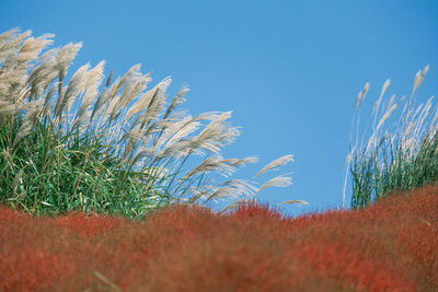 Low angle view of plants on field against clear blue sky