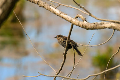 Close-up of bird perching on branch