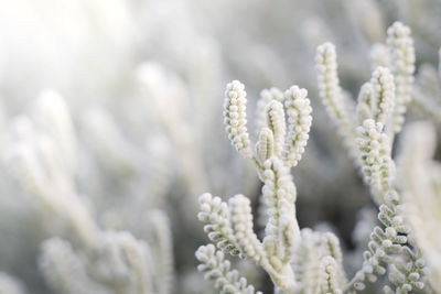 Close-up of frozen plant