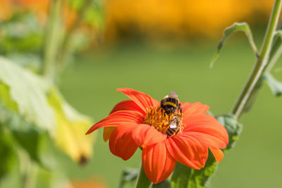 Close-up of bee pollinating on flower