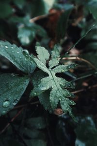 Close-up of water drops on leaves