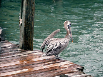 Bird perching on wooden post in lake