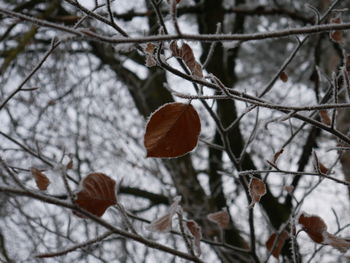 Close-up of bare tree during winter