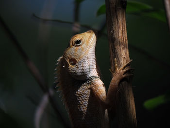 Close-up of lizard