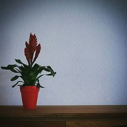 Close-up of red flower on table