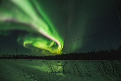 Green plant against sky at night during winter