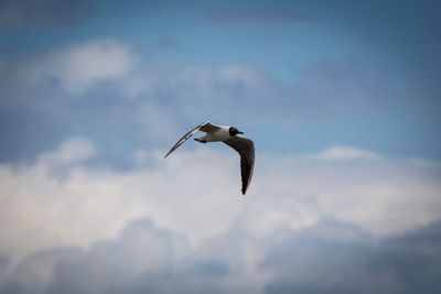 Low angle view of seagull flying in sky