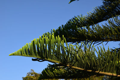 Low angle view of palm tree leaves against clear blue sky